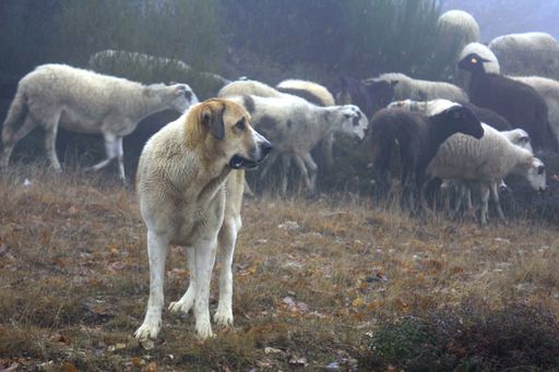 Cao de Gado Transmontano, Portugal. Descendant des chiens de l’Asie Centrale ou du Dogue du Tibet ? 
			Source : http://www.caodegadotransmontano.org.pt/